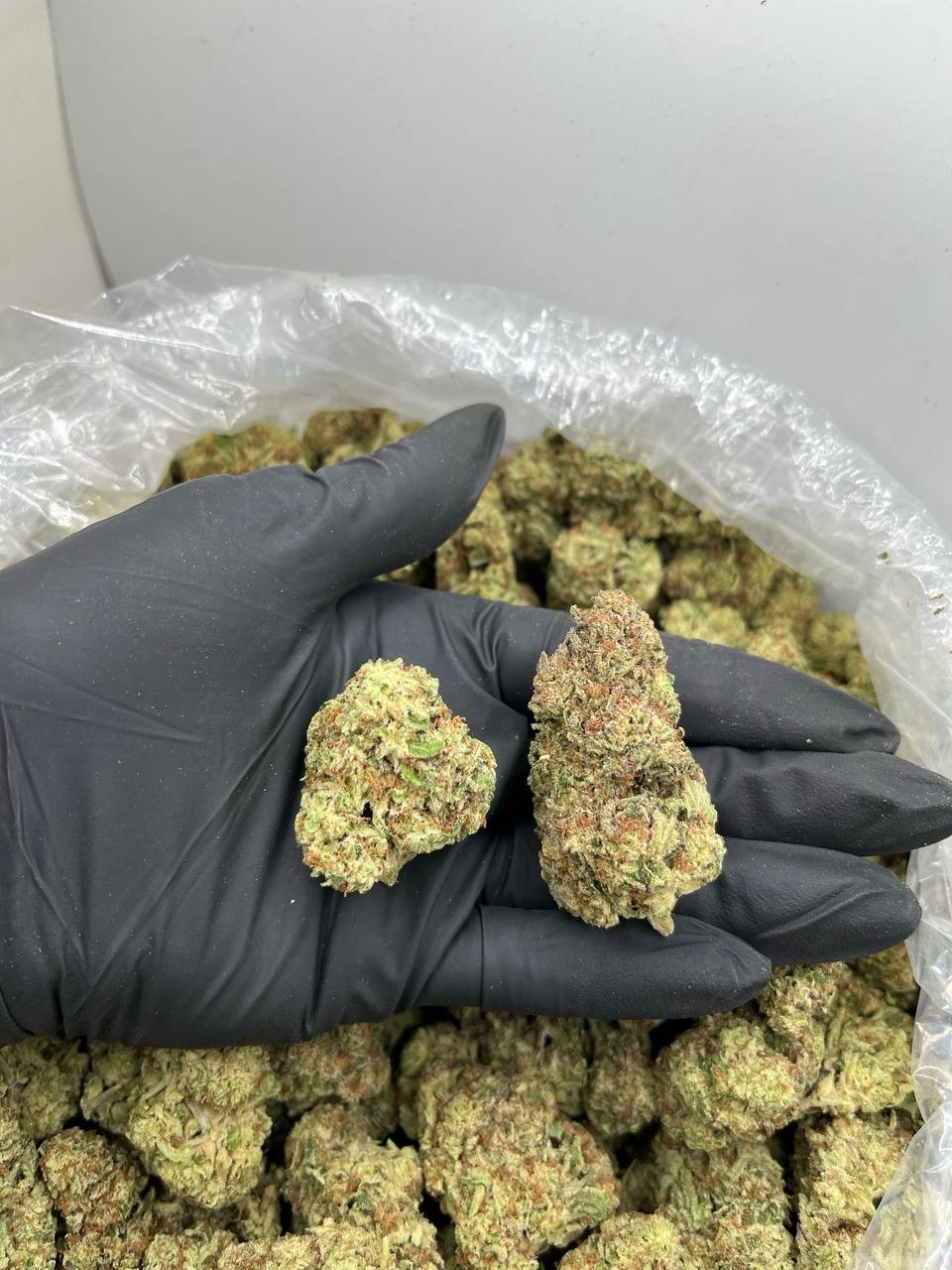 Sherb Cream Pie Flower